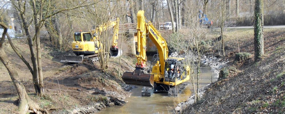 Bamberger Hain: Die Biber sind zurückgekehrt