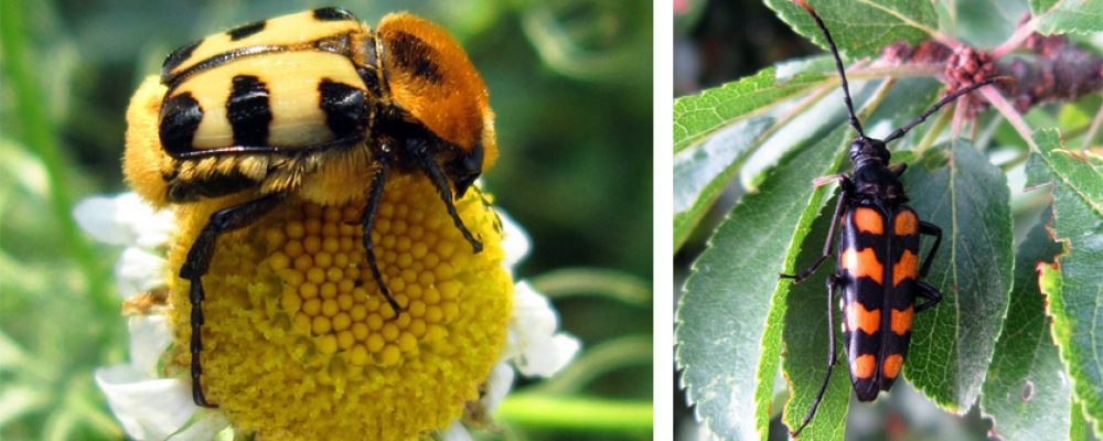 „Insekten – Lieben Wir Auch!“