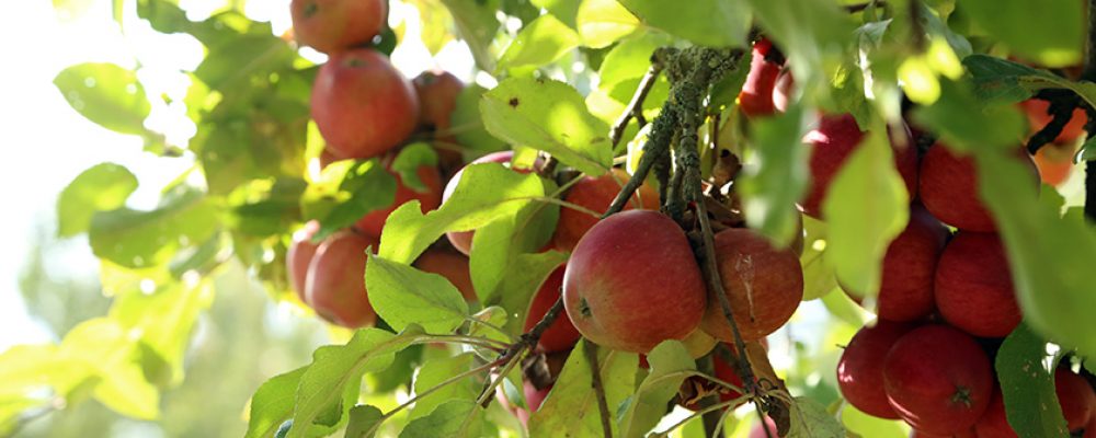 Frisches Obst regional einkaufen