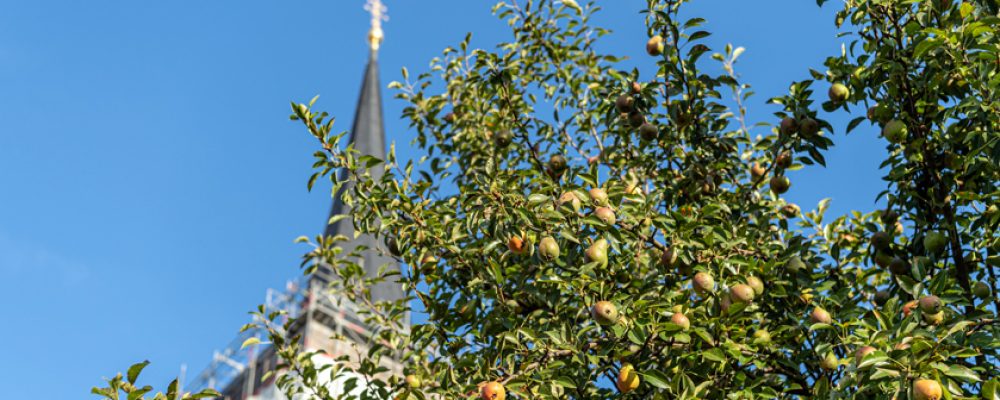 Erntezeit in den Michaelsberger Gärten