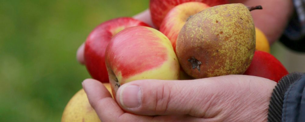 Streuobst kaufen – Klima schützen!