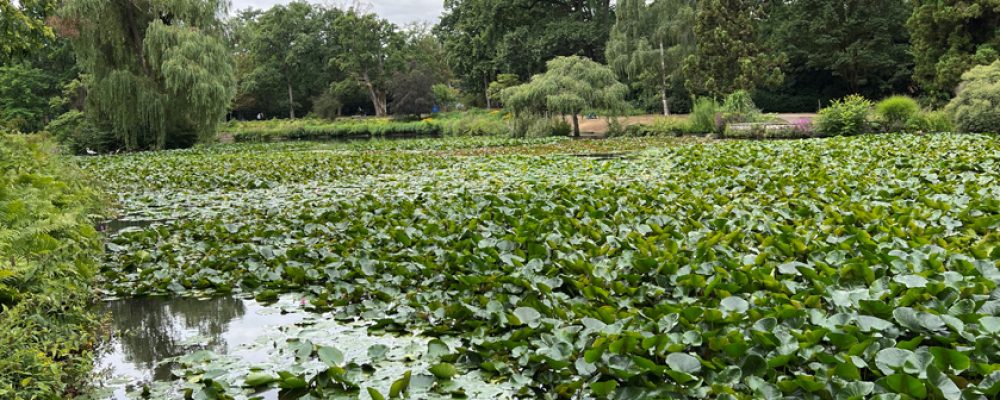 Ein Rettungspaket für den Hainweiher