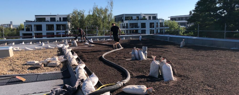 Neubau am Ochsenanger wird begrünt