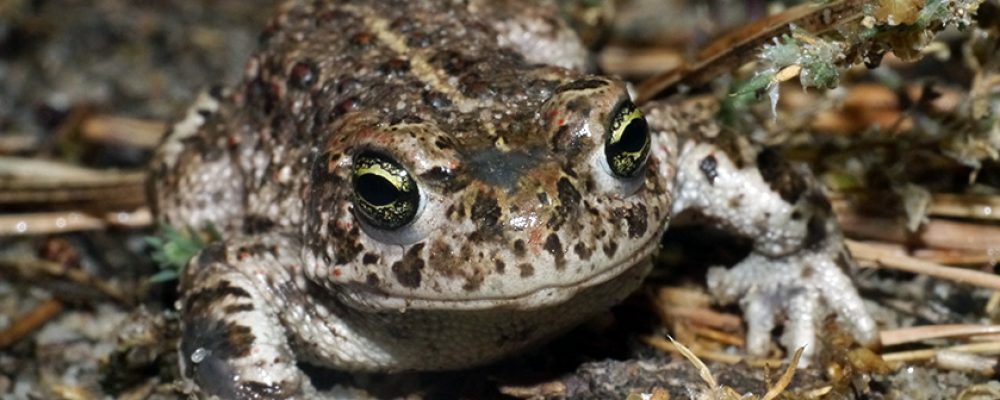 Seltene Kreuzkröte am Sonderlandeplatz Breitenau