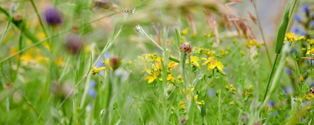 Neue Bamberger Blühwiesen laden Bienen ein