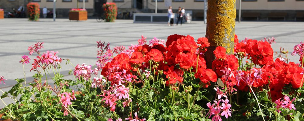 Gartenamt sorgt für Blumenpracht