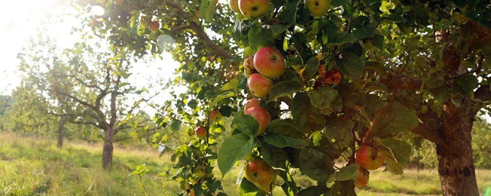 „Gartengespräche“ im goldenen Herbst